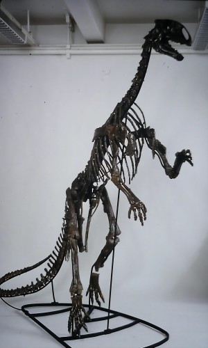 1920_tenontosaurusskeleton(1).jpg