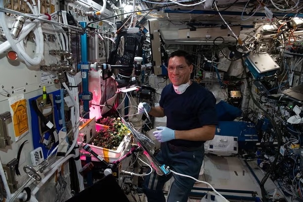 破案！NASA宇航员找到“失踪番茄”，国际空间站“番茄失踪案”告破