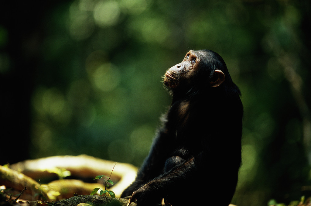 研究：黑猩猩对面容具有很强记忆力，甚至能认得26年前“老面孔”