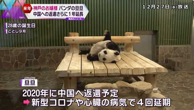 日媒：28岁高龄旅日熊猫因心脏病恶化 再次延期返还中国